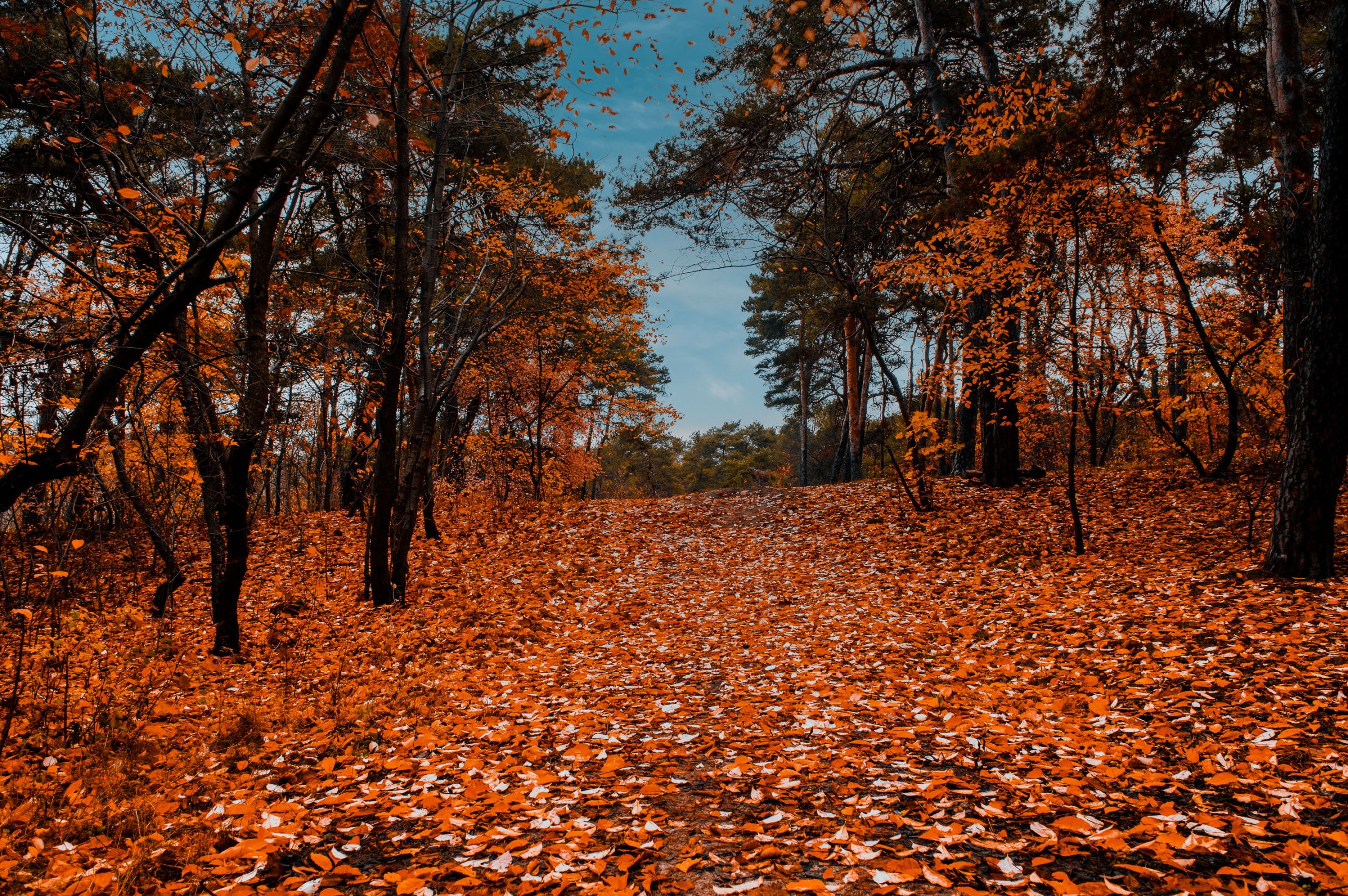 Krzysztof Jaworski-9